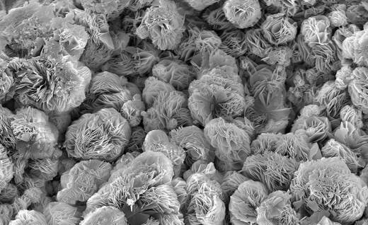Scanning Electron Microscopy